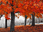 ID-940888-高清晰红色秋季森林壁纸高清大图