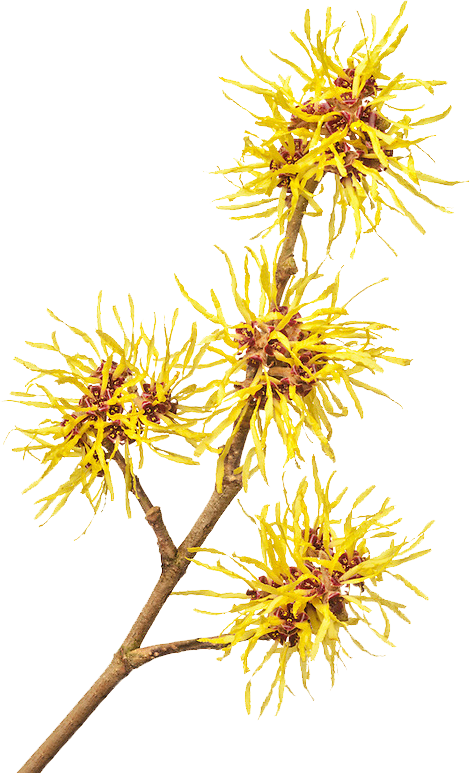 AH-Witch-hazel-flowe...