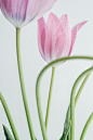 Free A Close-Up Shot of Pink Tulips in Bloom Stock Photo