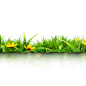 春天植物花卉素材 PNG透明底免抠图 绿色