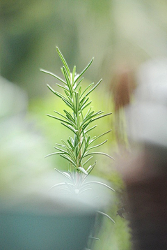 Maggie-H采集到植物图谱