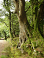 Old tree by GoblinStock