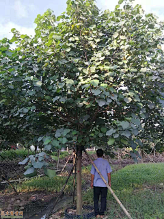 顾慕兰采集到植物品种