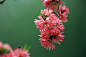 春天的桃花依旧发 - 动物与植物 - 滨州市摄影家协会