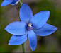 Thelymitra crinita。蓝女士太阳兰 