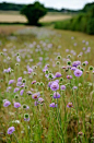 山萝卜田  Scabiosa field