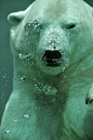 水下的北极熊