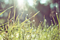 Morning Grass in Forest