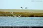天鹅湖 天鹅起飞,鸟类,动物摄影,摄影,汇图网www.huitu.com