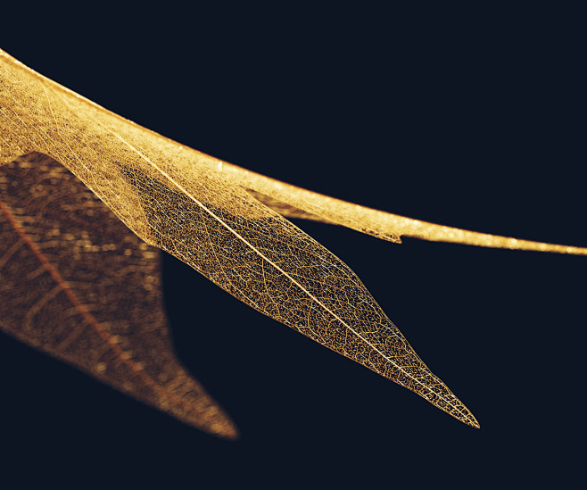 gold leaf leaves lux...