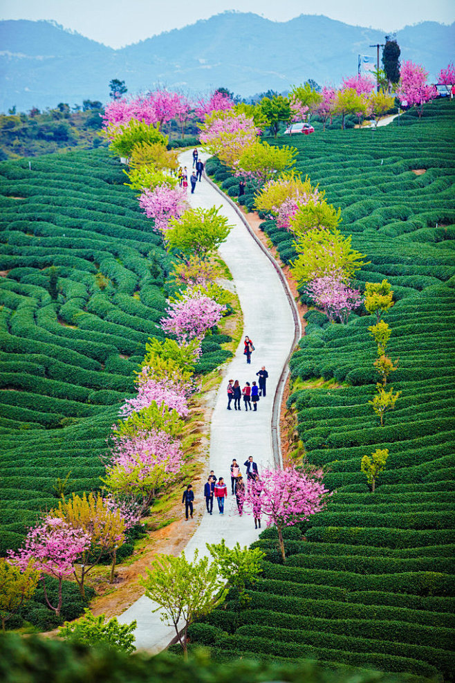 福建省龙岩市，漳平永福茶园樱花盛开.