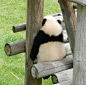 可能某些姿势确实不太好意思露脸
熊猫守护者超话#调皮大熊猫的叛逆日常# ​​​​