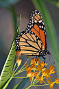 Monarch on golden Milkweed