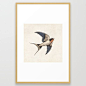 Buy Barn Swallow Framed Art Print by igo2cairo. Worldwide shipping available at Society6.com. Just one of millions of high quality products available.