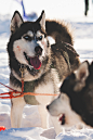 captvinvanity:
“Sled dog | Photographer | CV”