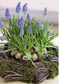 For an indoor live Spring bouquet, take a few flowering hyacinth bulbs, squill, crocus, primroses or lily of the valley, put them in a vase or bowl of water, which you can cover with thin twigs and moss, as seen in picture. When they are finished blooming