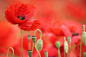 Coquelicot / Poppy by chriscler on Flickr.
