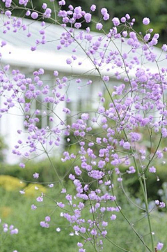 深谷小溪采集到花花草草