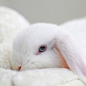 超萌蓝眼睛的荷兰垂耳兔Booboo。