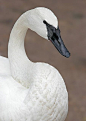 Trumpeter Swans