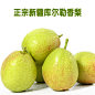 新疆库尔勒香梨净重5斤 新鲜水果香梨子 单个120g以上