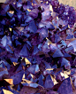 全部尺寸 | Blue Purple Red: Amethyst Crystals | Flickr - 相片分享！