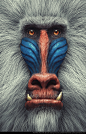 The White Mandrill | Primate Series, Andre Holzmeister : I am making a Series of Primate portraits.