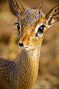 How Beautiful....... Dik-dik by mikel.hendriks