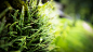 General 3840x2160 nature grass lights green ferns spring