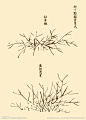 芥子园画谱 花卉大图 点击还原