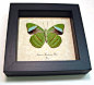 The Hewitson's Olivewing. Nessaea hewitsoni Male butterfly | Real Butterfly Gifts Framed Butterflies and Insect Displays