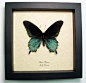 Battus Philenor Verso Pipevine Swallowtail Butterfly | Real Butterfly Gifts Framed Butterflies and Insect Displays