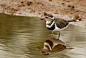 双领鸻 Charadrius vociferus 鸻形目 鸻科 鸻属
Three banded Plover by Chris van Wyk on 500px