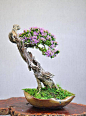 Pin by Ward Huffine on # BONSAI - collaboration | Pinterest