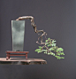 Walter Pall bonsai