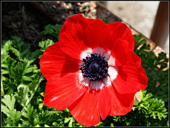 sharon青葙采集到银莲花 海葵花anemones