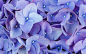 【背景素材】宽屏唯美紫色鲜花壁纸高清墙纸