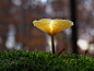 mushroom by brancoart  on 500px