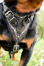 Painted Chest Plate of Walking Leather Dog Harness