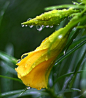 黄色的花，花和水滴
yellow flowers, flowers and water drops
