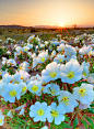 春天沙漠里的花儿。约书亚树国家公园，美国