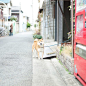 the guard dog, so cute，Japan