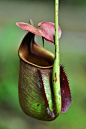 fuckyeahcarnivorousplants: “  Nepenthes bicalcarata  ”