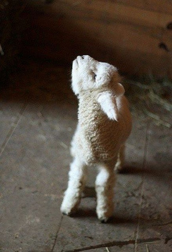 Little Lamb | Cutest...