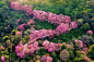 Free photo aerial view of pink cherry blossom trees on mountains