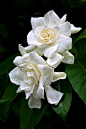 Gardenias