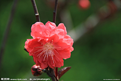 stylee采集到花草