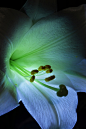 Photograph Life and Happiness Easter Lilly by Todd Livermore on 500px