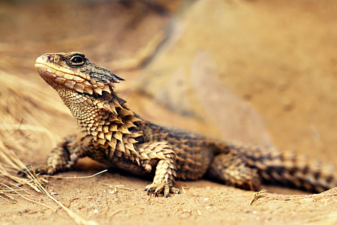 Lizard by TGGC