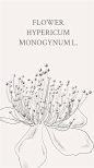 金丝桃（拉丁学名：Hypericum monogynum L.），金丝桃的花语：迷信、复仇、娇媚哀婉